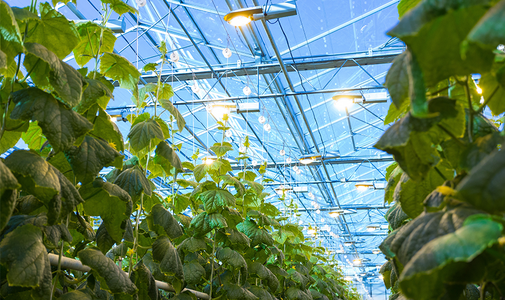 Greenhouse Horticulture Greenhouse Horticulture